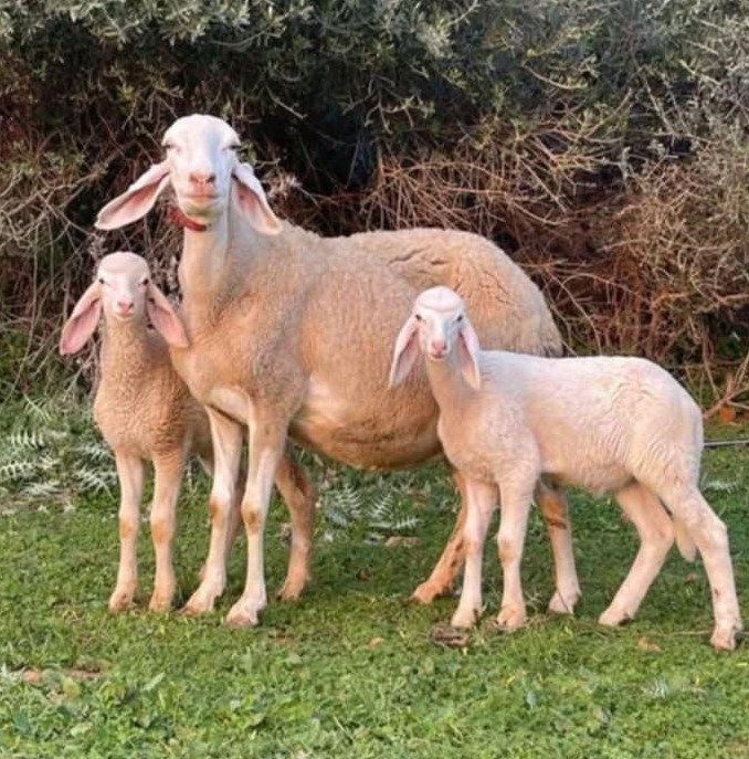 Viande ovine